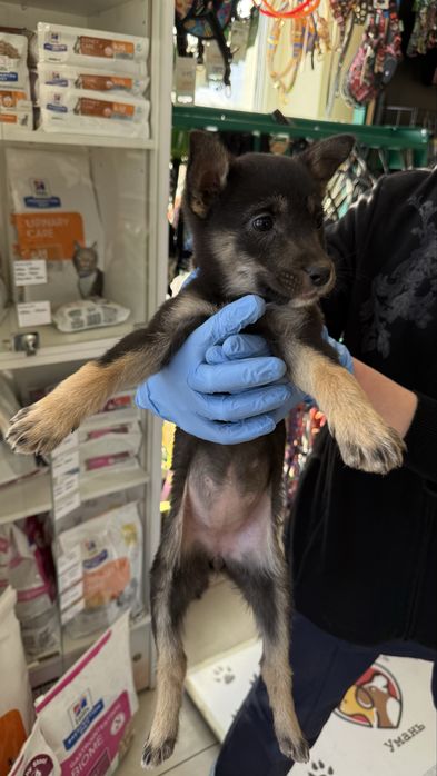 Цуценята шукають дім