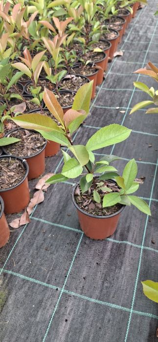 PHOTINIAS Qualidade premium