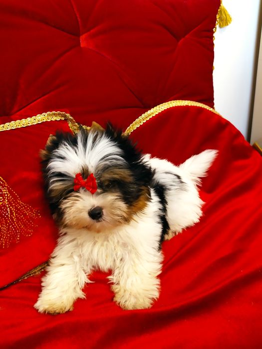 Mini samczyk do 1,50kg Biewer Yorkshire terrier.