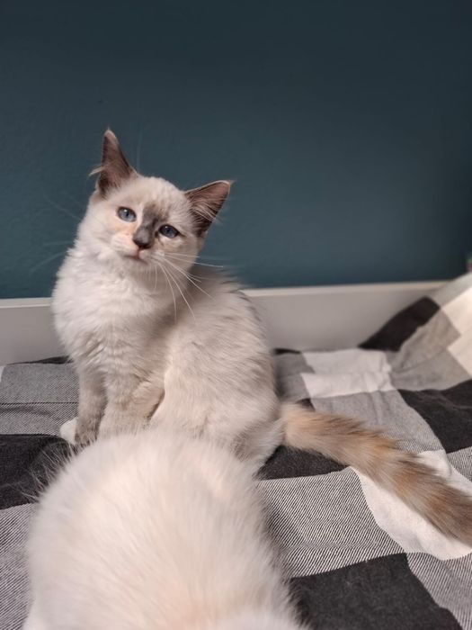 Ragdoll kociczka