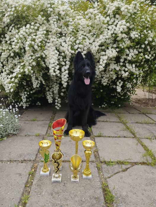 Черный длинношерстный кобель