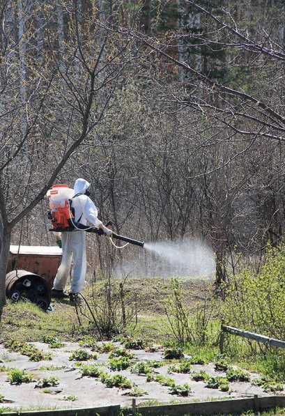 Борьба с крысами и мышами: дератизация, защита от повторного появления