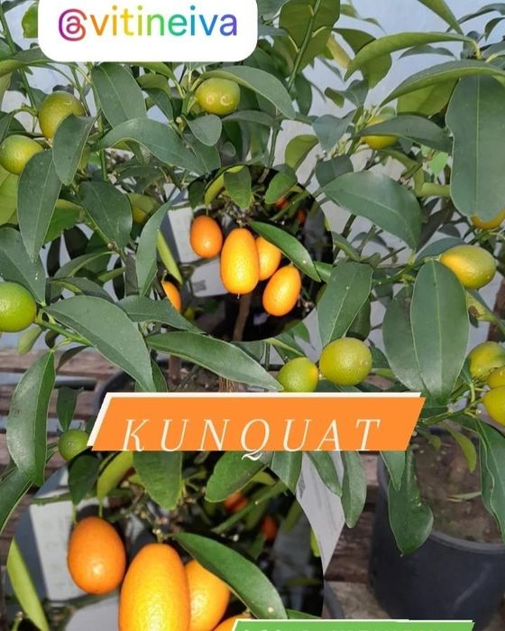 Kumquat (Clementina Japonesa) com Frutos - 60cm