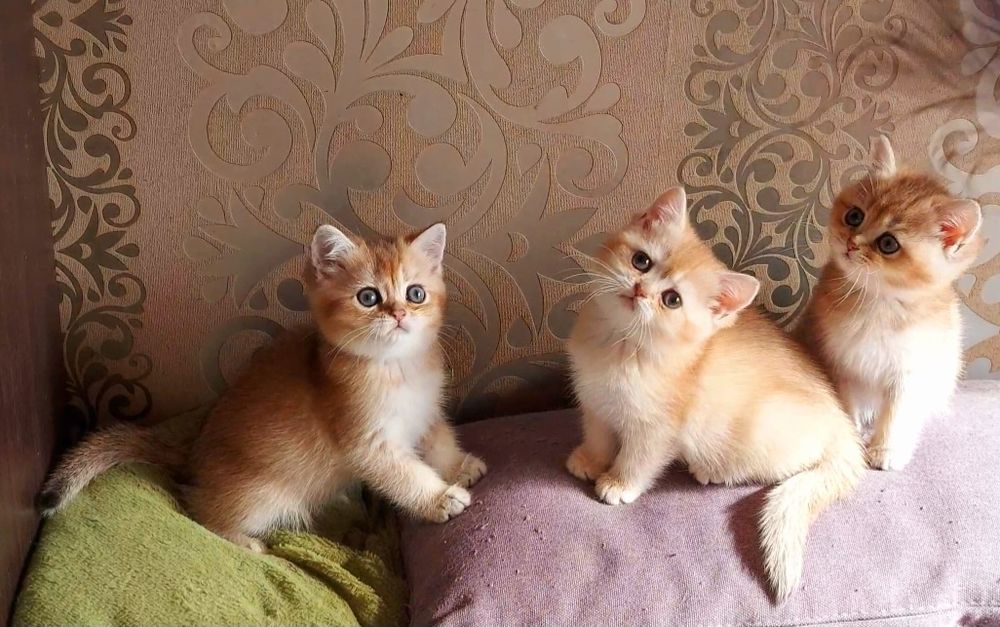 Британська золота шиншила