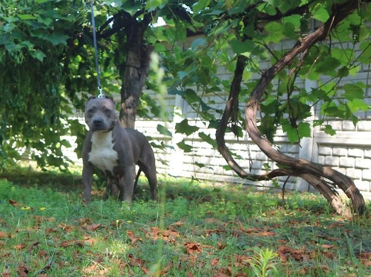 American stafordschire terrier