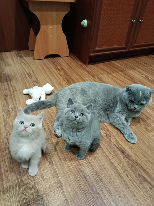 Скоттіш фолд, скоттіш страйт