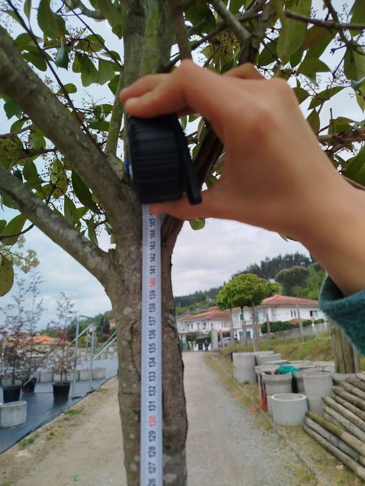 Planta Photinia Red Robin Copa- Vaso 50 L