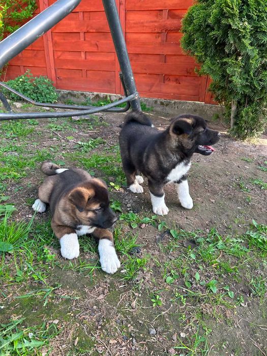 Akita amerykańska Cała Polska