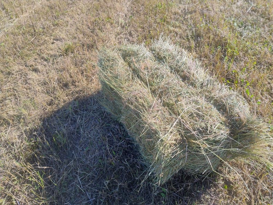 Сіно, сено різнотрав'я