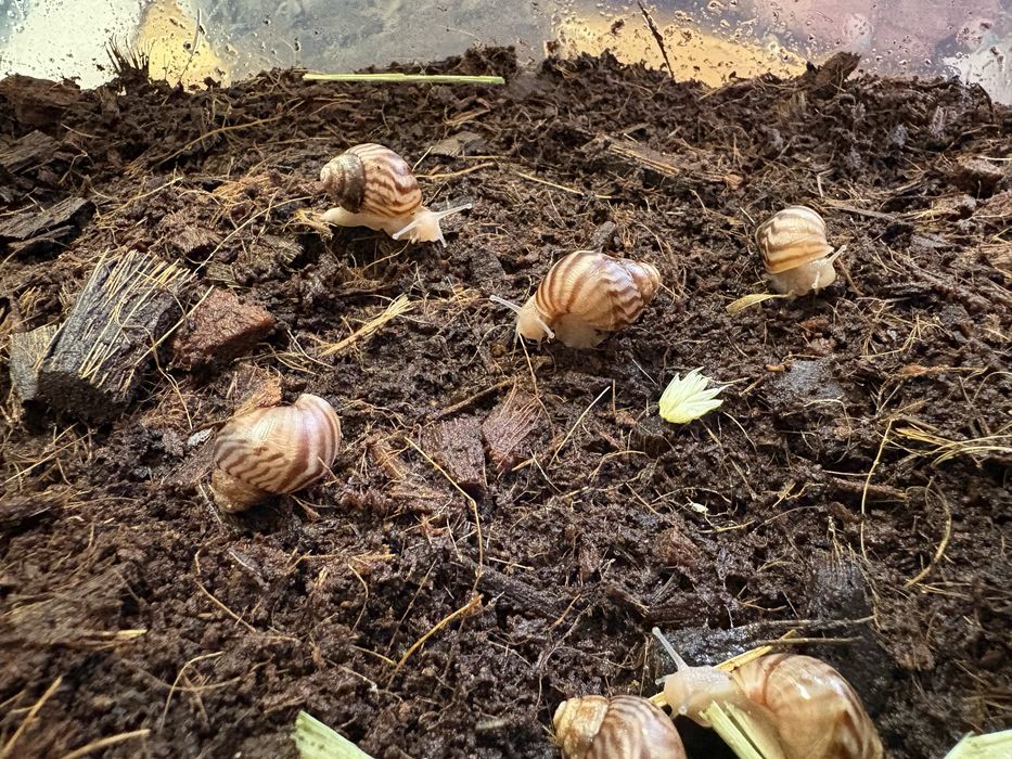 Slimak ahatina fulica