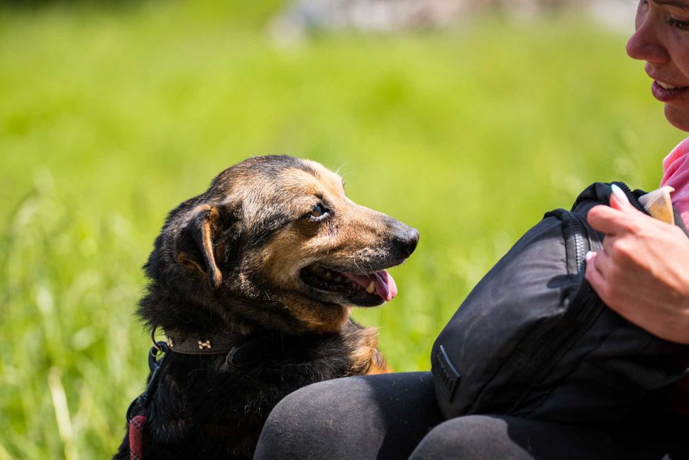 Tropi - spokojny niewielki pies do adopcji