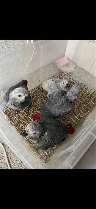 Papagaios cinzentos