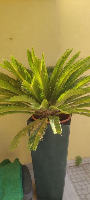 Palmeira cyca tamanho médio