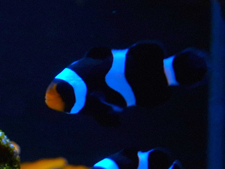 Amphiprion ocellaris Black Ryba Morska Akwarystyka Morska Poznań