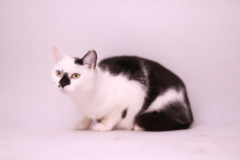 Chanel - wyjątkowa kotka w każdym calu czeka na adopcję