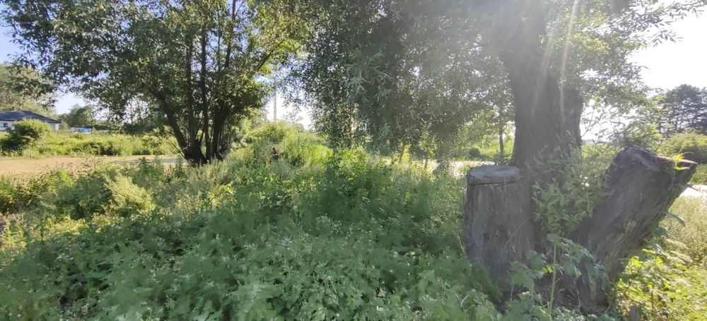 Oddam drzewo w zamian za wycinke