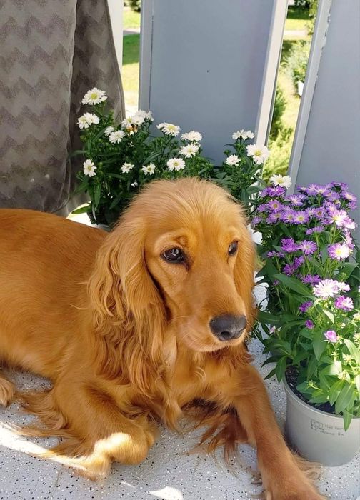 Oddam w dobre ręce suczka cocker spaniel