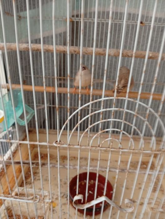 Vendo dois mandarins 8 euros cada um