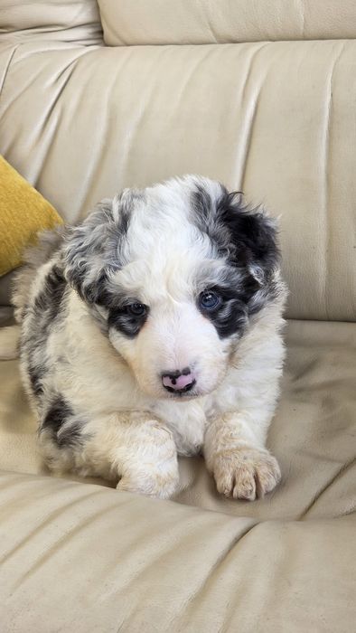 Border Collie Blue Merle Macho (olho azul/olho verde)