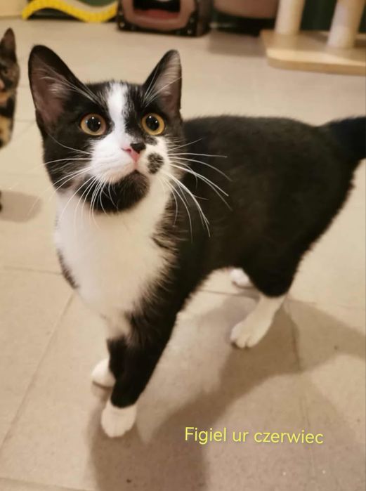 Bezdomne kotki czekają na domy