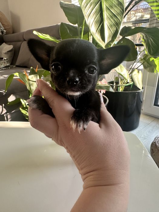 Mini dziewczynka Chihuaha