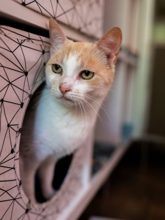 Kremowa Dobrochna do adopcji na jedynaczkę!