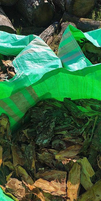 Kora Sosnowo -świerkowa