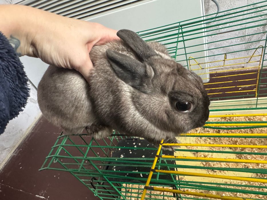 Кролик в добрі руки
