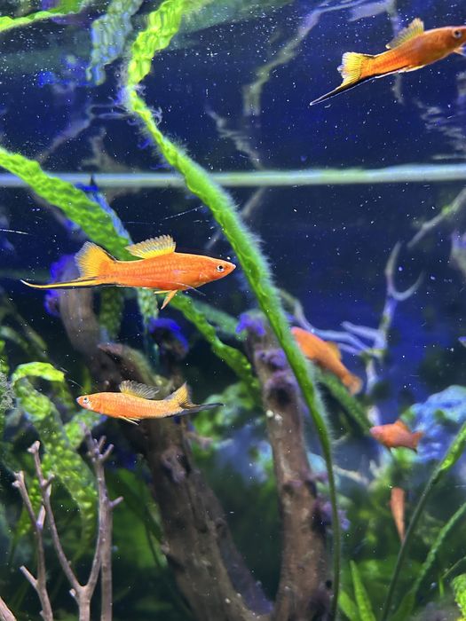 Akwarium 200 litrów  z życiem