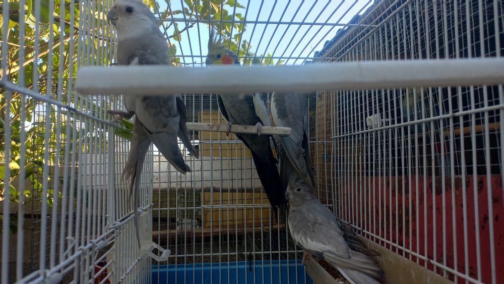 Três piurras novas para venda