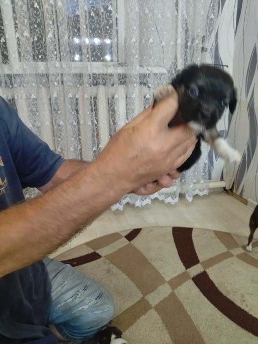 Хлопчик чихуахуа