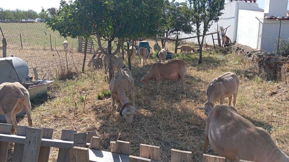 Ovelhas INRA401. Não aceito qualquer transferência.