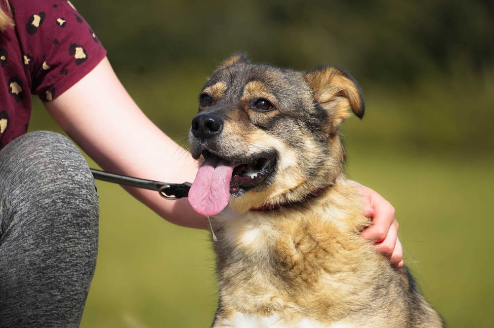 Ufo - niewielki pies szuka domu