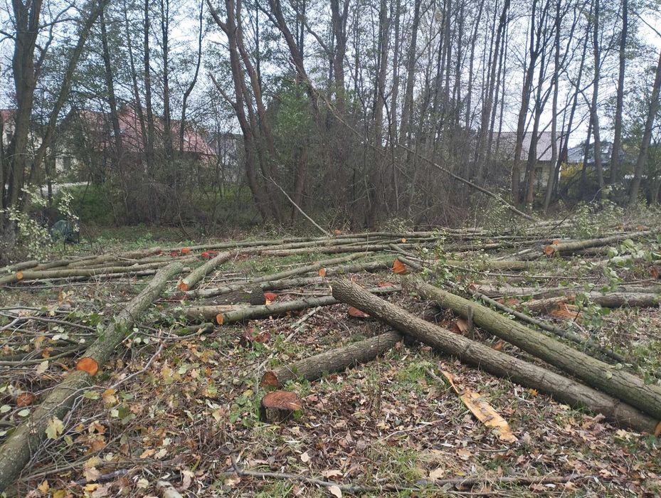 Wycinka drzew samosiejek REKULTYWACJA GRUNTÓW Zielona Góra +-60km