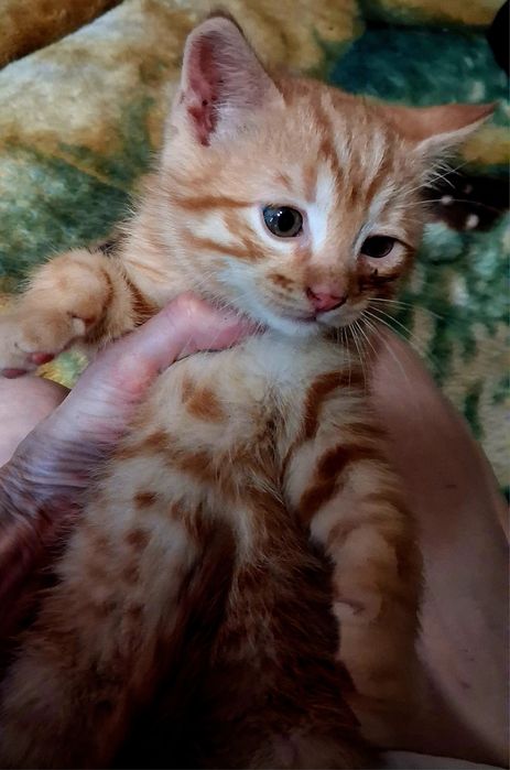 Котята, коты и кошки бесплатно