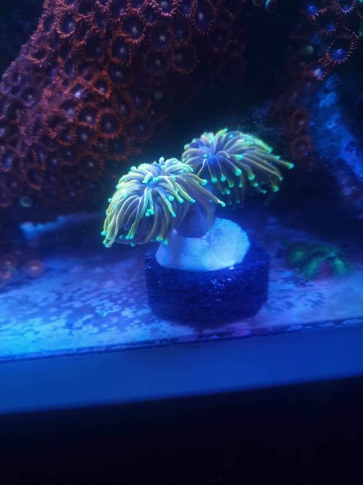 Euphyllia glabrescens hellfire