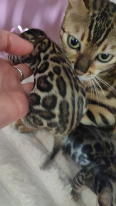 Бенгальськие котята бенгал