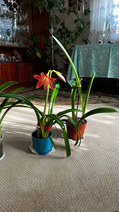 Амариліс, вазони