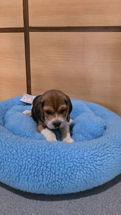 Beagle tricolor fêmea