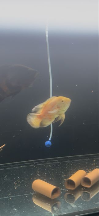 Oscares Albinos 5/6cm