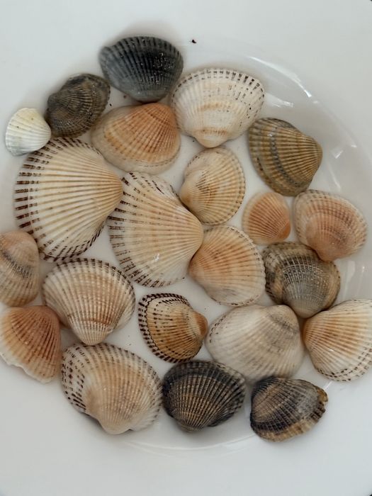 Мушлі гарні,чудові
