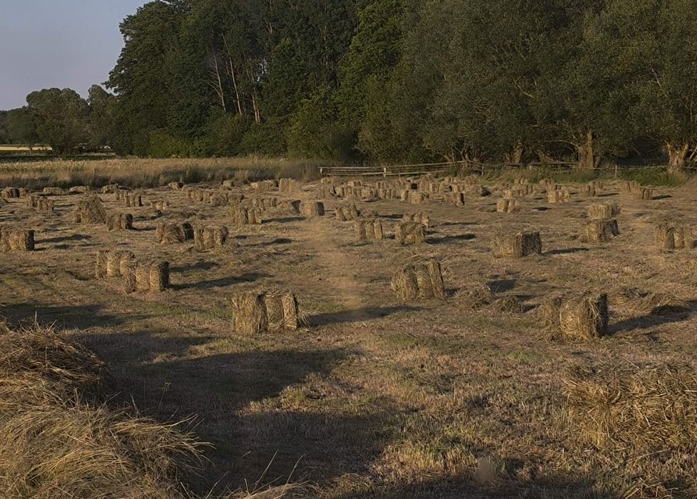 Siano 2026 w kostkach paczki, ciuki.
