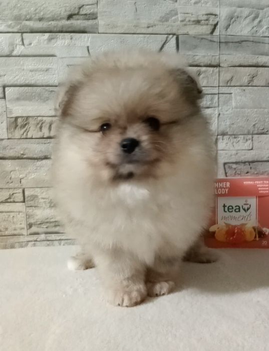 Лялькові принцеси