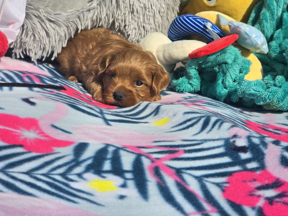 Hawańczyk hawańczyki havanese