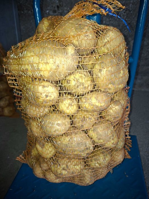 Ziemniaki młode 'Stokrotka '