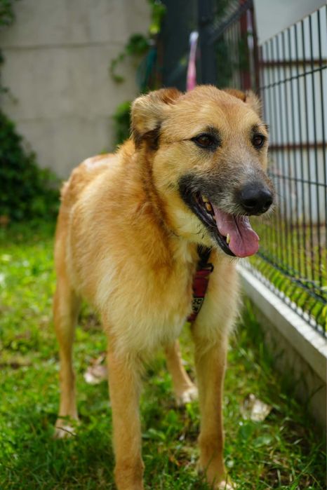 Chanel poleca sie do adopcji
