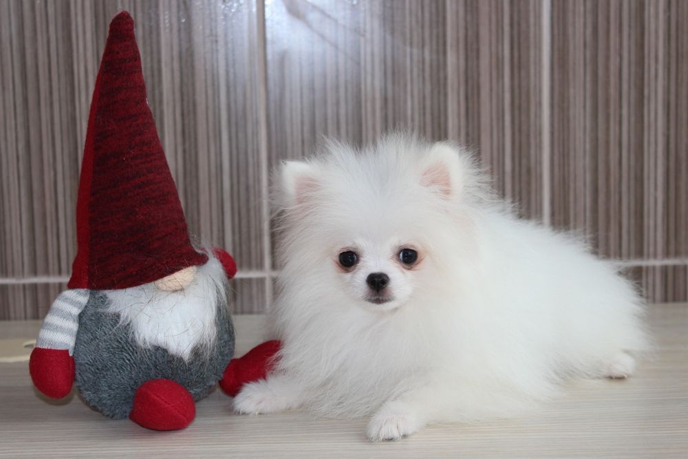 Продам цуценяток Шпіца