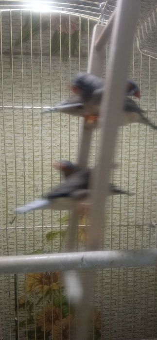 Клетка для амадин