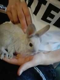 Króliczki młode mix: miniaturka-baran francuski