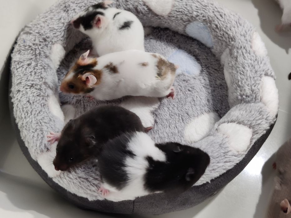 Chomiki syryjskie gładkowłose młode sklep zoologiczny Julianowska 7b